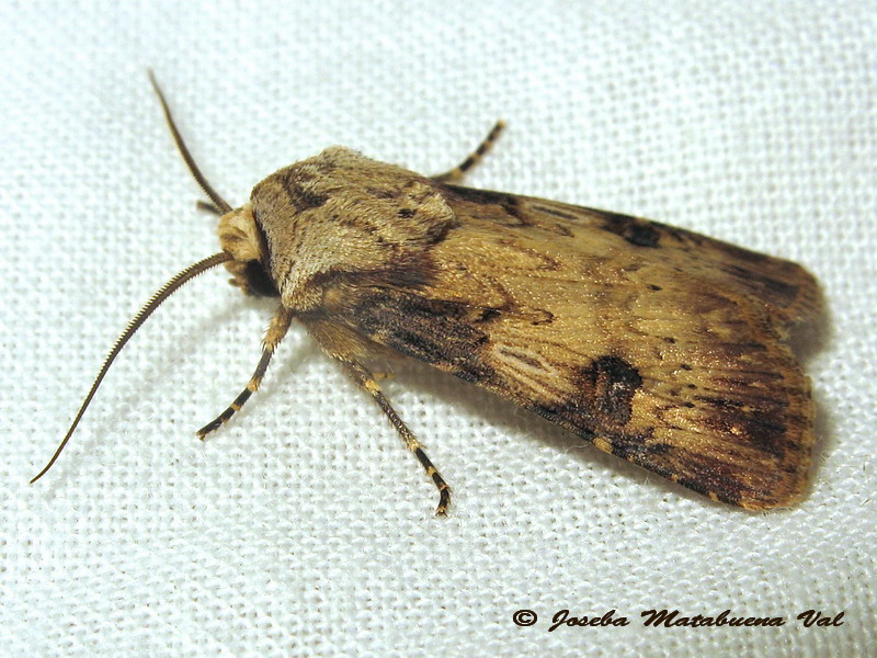 Agrotis puta?